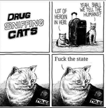 Drug sniffing cats