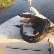 Drunk enough to punch an alligator
