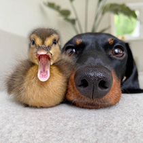 Duck get surprised after Repost