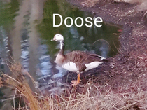 Duck Head  Goose Bosy