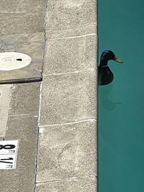 Duck Pulled into the Pool Garage