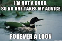 Ducks arent the only waterfowl with advice to share