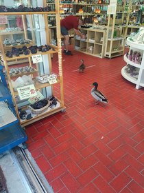 ducks holding social distance in a store