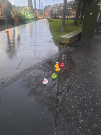 Ducks in Edinburgh