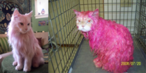 Dyeing a cat