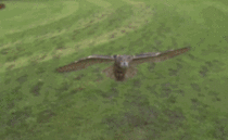 Eagle owl swooping in