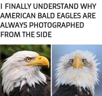 Eagles have their good sides too