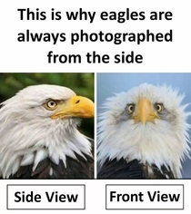 Eagles like it from the side