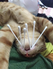 Earbud-tooth cat