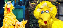 Early big bird and his freaky small head