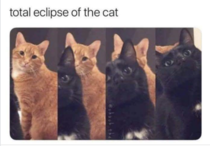 Eclipce of the cat