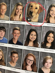 Education doggo