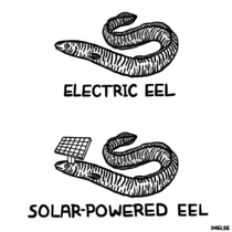 Eels by Steve Nelson
