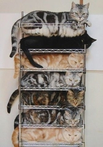 Efficient cat storage