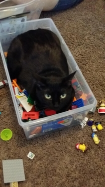 Either my Legos are defective or my cat inpervious to pain