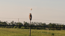 Either theres a hot air balloon in the distance or this hawk just had a great idea