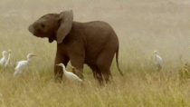 Elephant baby discovered something new