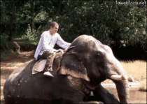 elephant cooling down his human