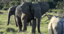 Elephant diverts the attention of an attacking Rhino by throwing a stick