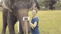Elephants are extremely intelligent creatures