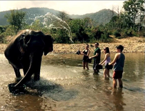 Elephants Soul Flies Out Of His Body To Escape Annoying Tourists