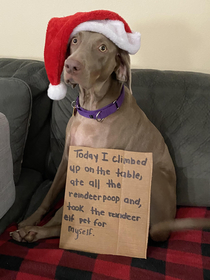 Elf On The Shelf - Pet Reindeer pooped and Weim ate it