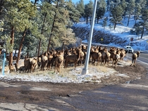 Elk waiting for the bus