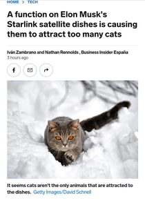 Elon  Cats