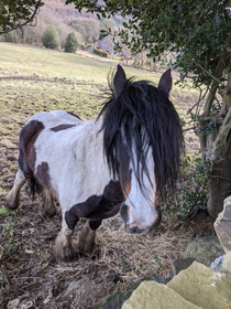 Emo pony