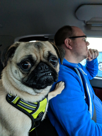 emotional support pug for driving in Seattle traffic