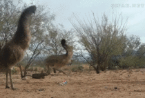 Emus vs weasel ball