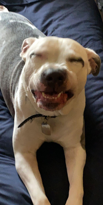 Enjoy my dog during a sneeze