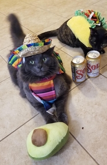 Entered my cats into a Halloween contest for work