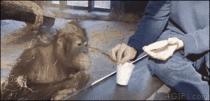 Entertaining an orangutan