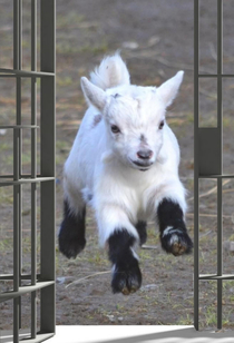 Escape Goat