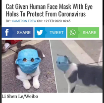 Even cat has a mask in China