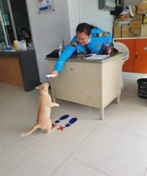 Even cats are not exempted from temperature checks