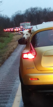 Even dogs hate holiday traffic