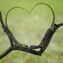 Even Lizard Engagement Photos are Cringey