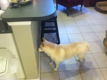 Even though hes blind he still loves staring out the window