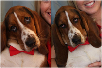 Eventually puppy Chauncey was no longer interested in taking Christmas photos