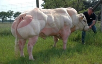 Ever wonder where muscle milk came from