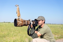 Every photographer needs a spotter meerkat