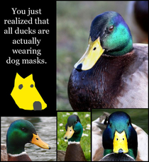 Every time i see a duck on reddit or in rl