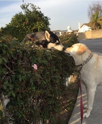 every time i take my dog out for walks she stops to see her boo its like romeo and juliet