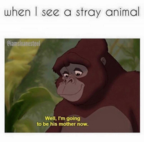 Every time my girlfriend sees a stray cat