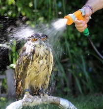 Every time my grandmother asks me to water the birds when she goes out of town