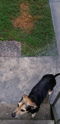 Everyday for a year my dog peed in the same spot What a long con to downvote me