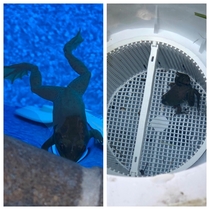 Everyday this little guy jumps into my pool swims into the filter and eats all of the bugs that cycle through He hasnt had to work for his dinner in months