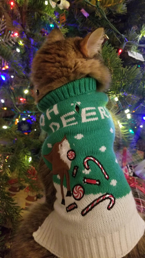 Everyone in my house gets an ugly Christmas sweater Cat included